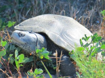 Chincoteague National Wildlife Refuge – Chincoteague, VA