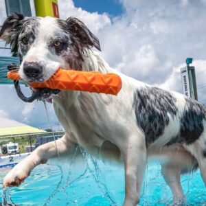 Dock Dogs Competition
