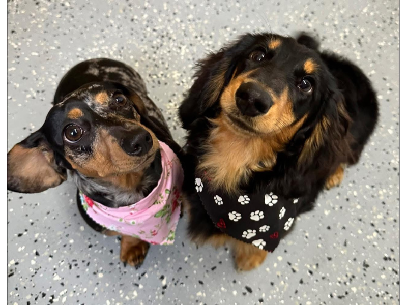 Pet friendly places